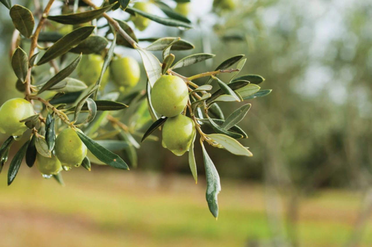 Zeytin bu yıl  4 kat fazla verdi