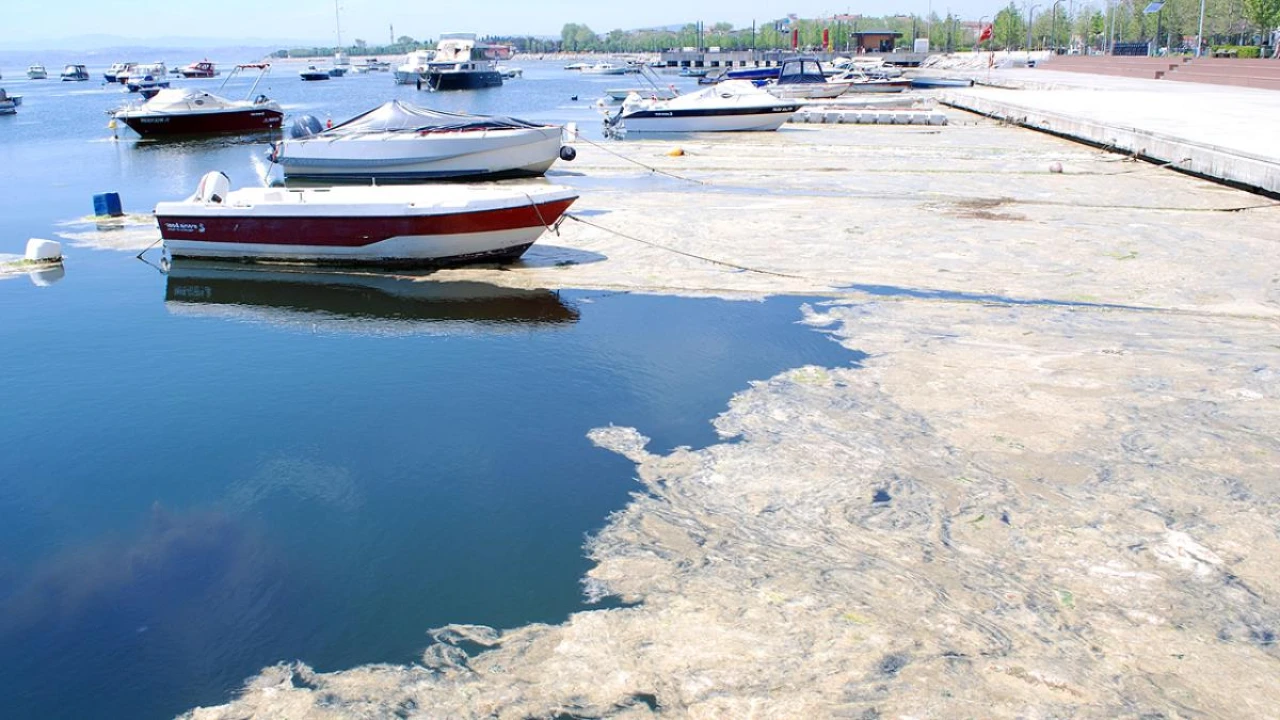 İlkbaharda Marmara'yı  müsilaj kaplayacak!