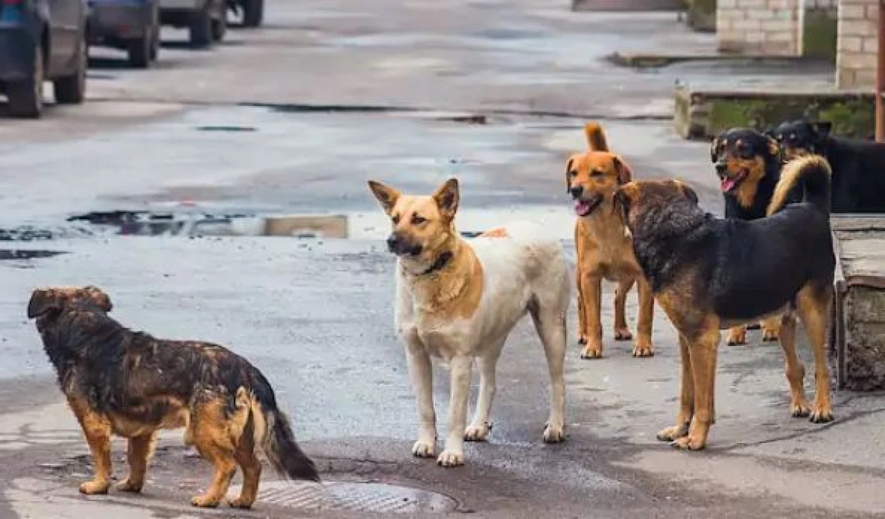 İznik Belediyesi'ne "sokak köpeği" tepkisi