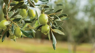 Zeytin bu yıl  4 kat fazla verdi