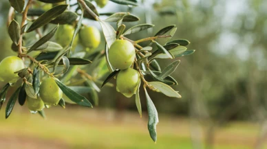 Zeytin bu yıl  4 kat fazla verdi