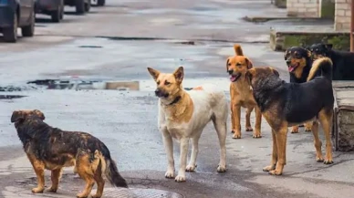 İznik Belediyesi'ne "sokak köpeği" tepkisi