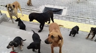 81 şehre sahipsiz köpek talimatı