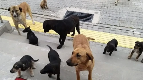 81 şehre sahipsiz köpek talimatı